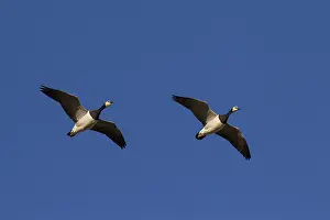 Leucopsis: Barnacle Goose - pair in flight - Germany