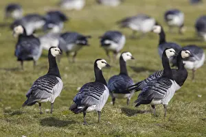 Leucopsis: Barnacle Goose - resting flock - Germany