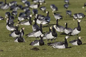 Leucopsis: Barnacle Goose - resting flock - Germany