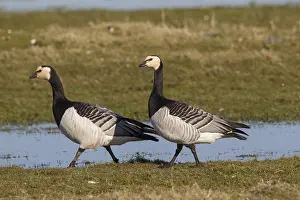 Leucopsis: Barnacle Goose - resting pair - Germany