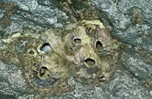 Barnacles: BARNACLES