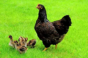 Laced: Barnevelder double laced - mother with chickens - summer