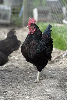 Cocks: Barnevelder miniature cock Warwickshire