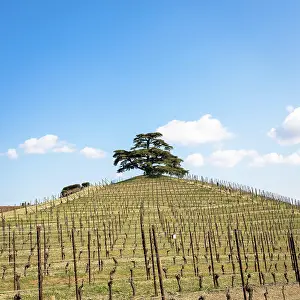 Wine: Barolo and Barbaresco countryside in Piedmont region
