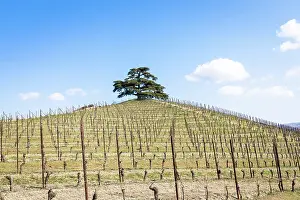 Wine: Barolo and Barbaresco countryside in Piedmont region
