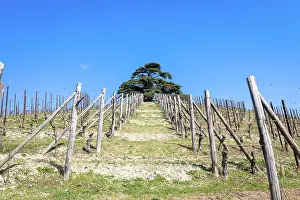 Wine: Barolo and Barbaresco countryside in Piedmont region