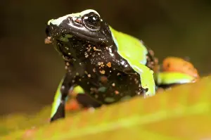 Lurch: Baron's Mantella