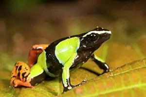 Lurch: Baron's Mantella