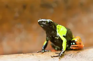 Lurch: Baron's Mantella