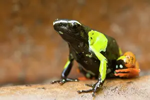 Lurch: Baron's Mantella