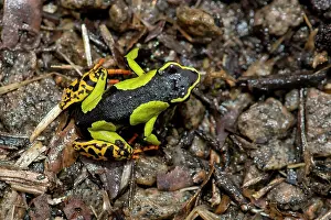 Madagascar: Baron's Mantella (Mantella baroni) from Ranomafana