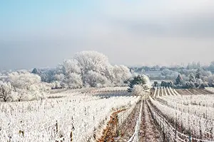 Sylvain Cordier: Barr, a frosty vineyard