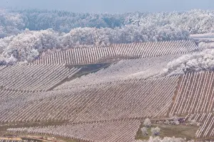 Sylvain Cordier: Barr, a frosty vineyard