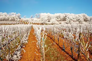 Sylvain Cordier: Barr, a frosty vineyard