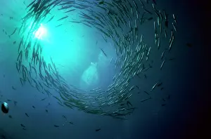 Barracudas: BARRACUDA