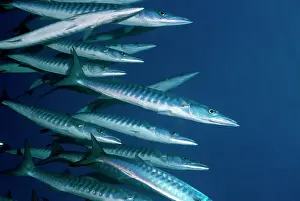 Barracuda: Barracuda