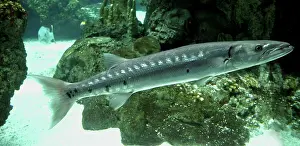 Barracudas: Barracuda