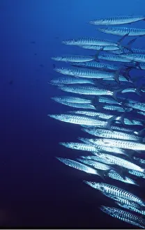 Barracuda: BARRACUDA