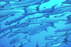 Barracudas: BARRACUDA - CLOSE UP SHOAL