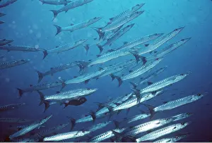 Barracuda: BARRACUDA PIKE