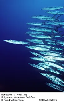 Barracudas: Barracuda - shoal
