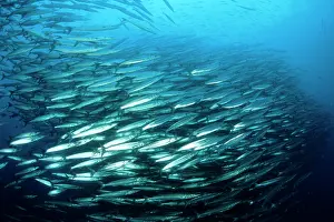 Barracudas: Barracuda - shoal - Galapagos Islands UNESCO Natural World H