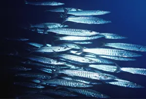 Barracuda: BARRACUDA - shoal hunting as pack