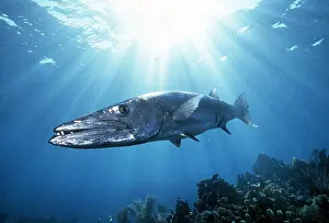 Sunrays: BARRACUDA - with sunrays breaking through water