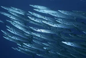 Barracudas: Barracuda - usually found swimming in large shoals