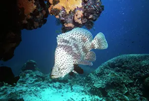 Barramundi: Barramundi Cod / Humpback grouper / Panther grouper