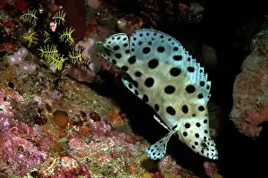 Barramundi: Barramundi cod - juvenile