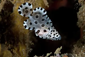 Barramundi: Barramundi Cod / Pantherfish - juvenile