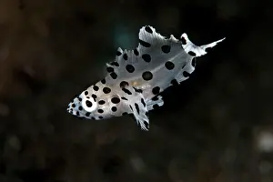 Barramundi Cod / Pantherfish - juvenile