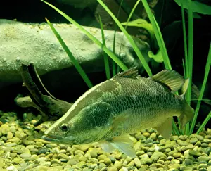 Lates: Barramundi / Giant perch / Silver barramundi