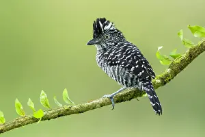 Tortuguero: Barred Antshrike