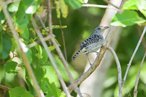 Animais: Barred Antshrike