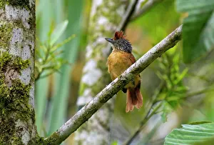 Antbird: Barred Antshrike