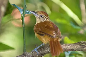 Tobago: Barred Antshrike - juvenile on branch