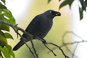 090818: Barred Cuckooshrike - Feeding in a fig tree - central