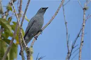 090818: Barred Cuckooshrike - Perched in a tree - Yungaburra