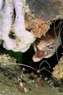 Eels: Barred-fin Moray with Boxer Shrimp (Stenopus hispidus)