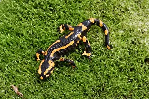 Salamandra: Barred fire salamander