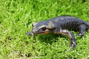 Salamandra: Barred fire salamander