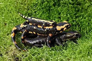 Salamandra: Barred fire salamander - three