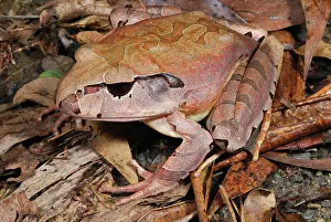 Myobatrachidae: Barred Frog