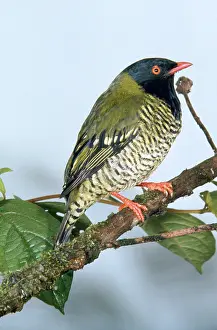 John Dunning: Barred Fruit Eater