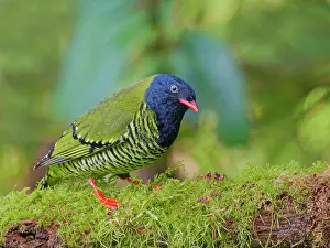 Arcuata: Barred Fruiteater Pipreola arcuata Ecuador BI037