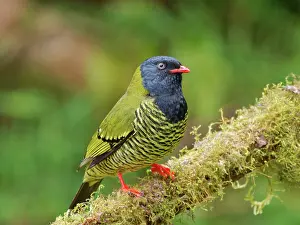 Arcuata: Barred Fruiteater Pipreola arcuata Ecuador BI037