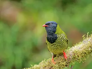 Arcuata: Barred Fruiteater Pipreola arcuata Ecuador BI037