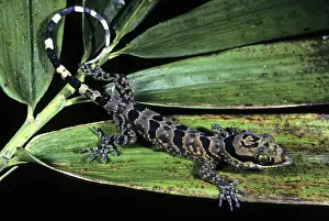 Cyrtodactylus: Barred Gecko
